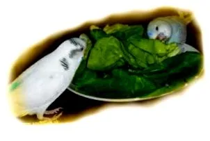 diet