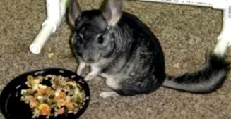 despre chinchilla