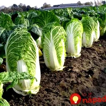 megküzdenie megküzdenie