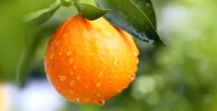 atât atât
