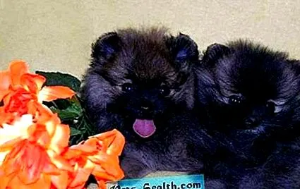 spitz
