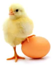 proteina Grăsimi Carbohidrați