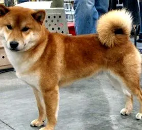 vabi shiba-inu
