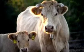 grăsimi