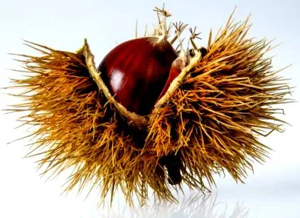 castanele sunt