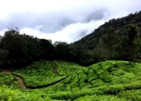 ceaiul