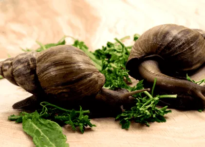 snail achatina