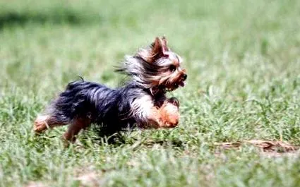 interesante doggy
