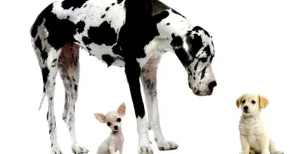 animalelor sănătatea