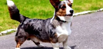 amiért corgi