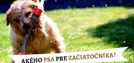 кучета начинаещи