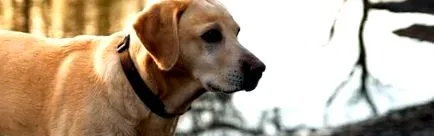 tipy