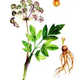 Angelica chineză