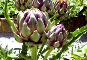 sănătății