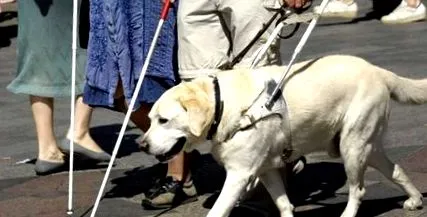 handicap handicap
