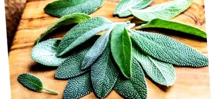 градински Salvia