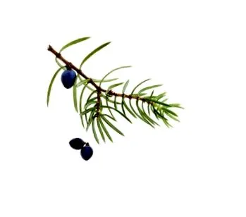 juniper