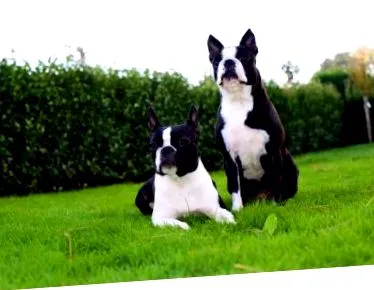 Boston Terrier