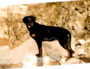 Beauceron este