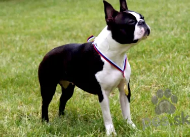 terrier câini