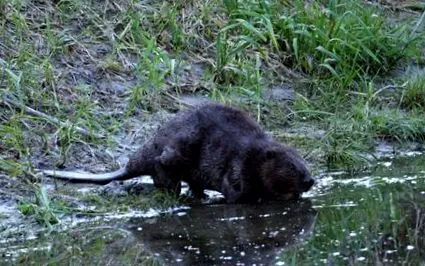 beaver beaver
