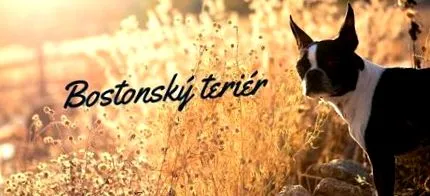 alții sunt