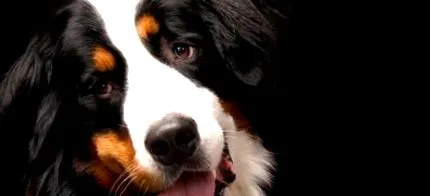 câine berner