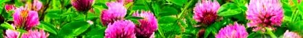 officinalis flos