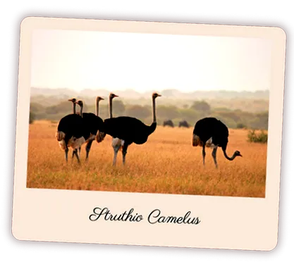 camelus