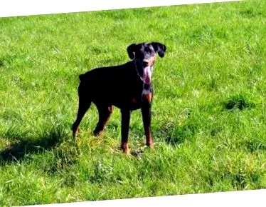 Doberman este