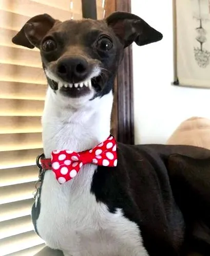 krónikus kezelésben