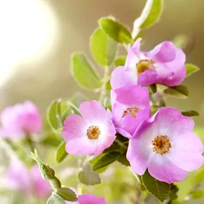 plante