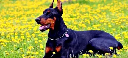 bruno