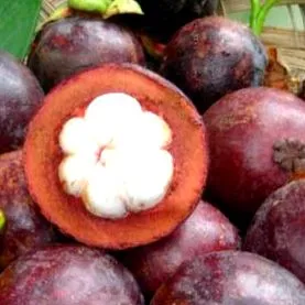 mangostan