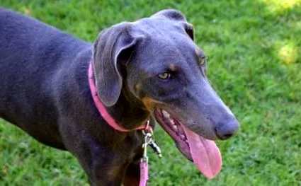 doberman