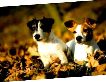 russell terrier