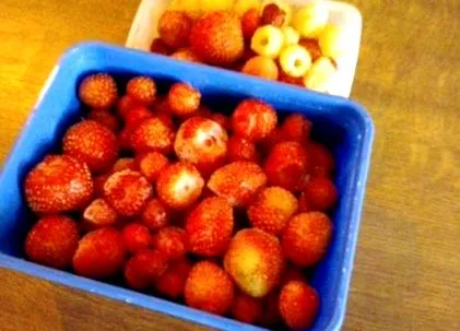 pulpa pulpa
