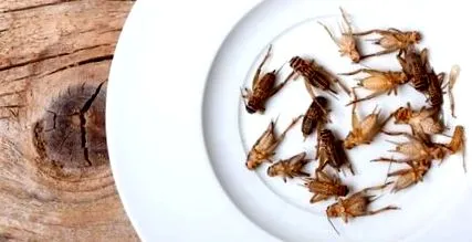 care insecte