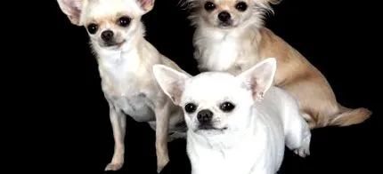 chihuahua chihuahua