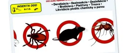 insecta