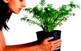 dill