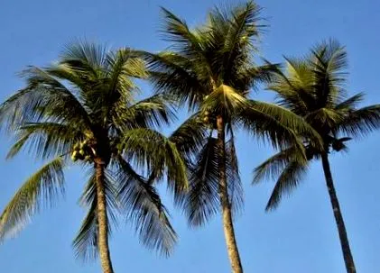 cocotier cocos