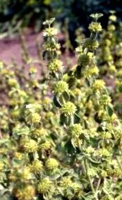 medicinale plante