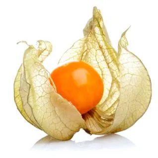 physalis physalis
