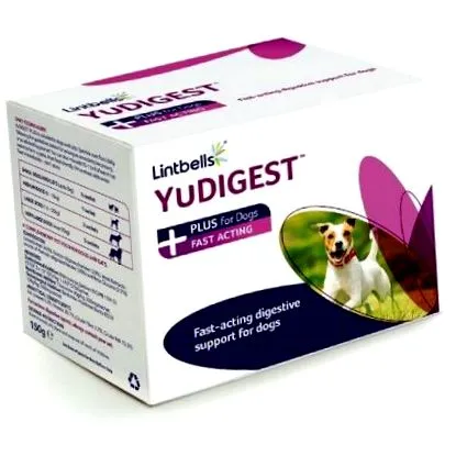 чанти