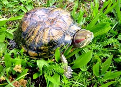 trachemys