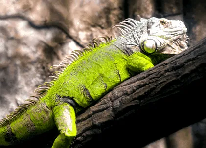 reproducerea verde