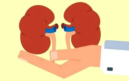 kidney