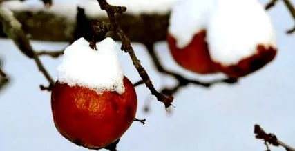 prunele