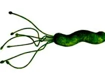 inamică bacterie